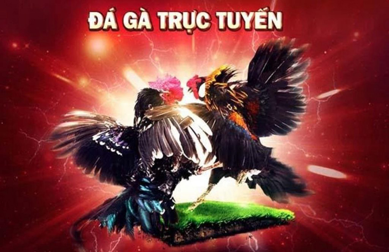 Game Đá Gà 33win – Nhà cái uy tín chất lượng hàng đầu Việt Nam 6 Đảm bảo an toàn và trực tiếp các trận đá gà hàng ngày